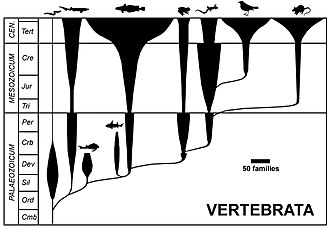 Evolution of the vertebrates at class level, width of spindles indicating number of families. Spindle diagrams are typical for evolutionary taxonomy.