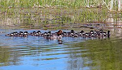 The goldeneye often lays its eggs in the nests of other females, one of 74 species of Anseriformes to do so.[27]