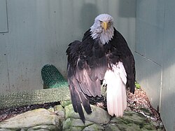 Lady Baltimore, a bald eagle in Alaska who survived a poaching attempt, in her Juneau Raptor Center mews, on August 15, 2015
