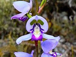 Disa graminifolia