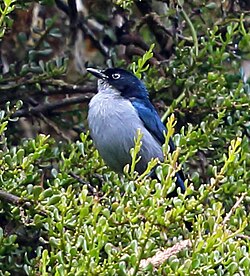 The fan-tailed berrypecker is the largest member of the family