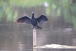 Little cormorant with wings spread