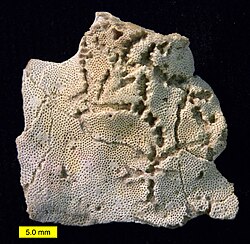 The star-shaped holes (Catellocaula vallata) in this Upper Ordovician bryozoan represent a soft-bodied organism preserved by bioimmuration in the bryozoan skeleton.[93]