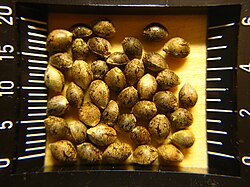 A macro image of hemp seeds