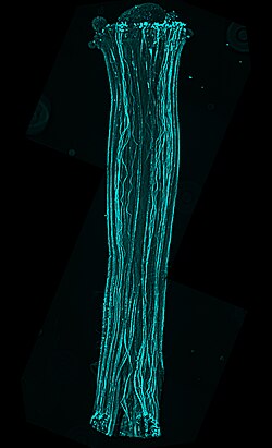 Decolorized aniline blue fluorescence image showing growing pollen tubes in a tomato pistil