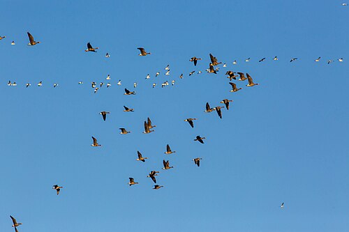 Goose migration is an iconic phenomenon in the Northern Hemisphere.[1]
