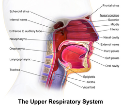 Upper respiratory system, with the nasopharynx, oropharynx and laryngopharynx labeled at left