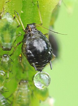 Aphid with honeydew, from the anus, not the cornicles