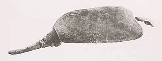 Dermal armor of MLP-16-28, a skeleton of N. ornatus.