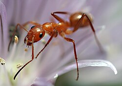 Bright red ant, likely part of the Formica pallidefulva species group, on a flower