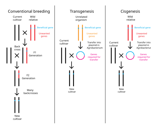 Comparison of conventional plant breeding with transgenic and cisgenic genetic modification