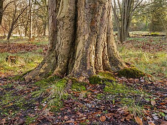 Typical rootstock of a Aesculus hippocastanum.