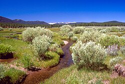 The Martis Creek Wetland Project in California