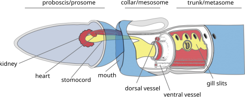Anatomy of Saccoglossus kowalevskii[9]