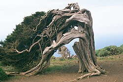 Juniperus phoenicea on El Hierro, Canary Islands