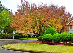 Deciduous trees were introduced to the temperate regions of Australia where they are used as ornamental plants, as seen here at a suburban street in Sydney.