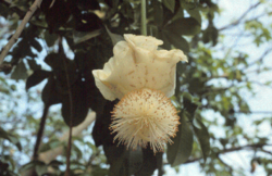 African baobab (bat-pollinated)