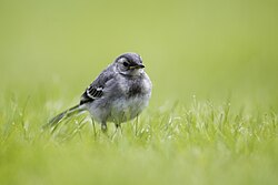 Juvenile M. a. alba in northern Norway, showing the grey face and chest