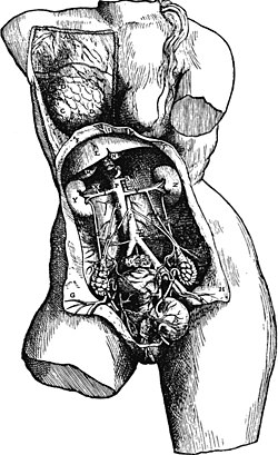 De Humani Corporis Fabrica: first representation of the ovaries. The ovaries are clearly shown as bumpy, representing the ovulation stigmas.