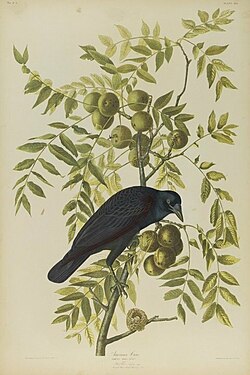 An American crow by Audubon, Brooklyn Museum