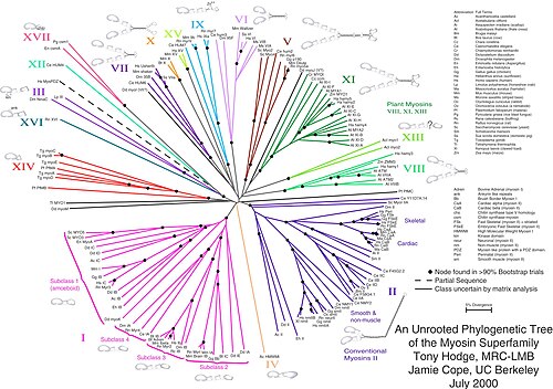 An unrooted phylogenetic tree for myosin, a superfamily of proteins[7]