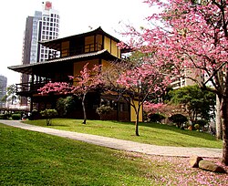 Cherry blossoms in Curitiba
