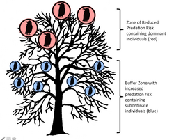 A stylized example of a communal roost under the two strategies hypothesis, with the more dominant individuals occupying the higher and safer roosts.