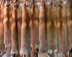 Red fox pelts