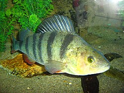 The European perch was named Perca fluviatilis in 1758.
