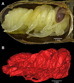 Pupae of (A) female M. rotundata and (B) subfossil male Megachile gentilis