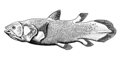 Lobe fins are bedded into the body by bony stalks. They evolved into the legs of the first tetrapod land vertebrates.
