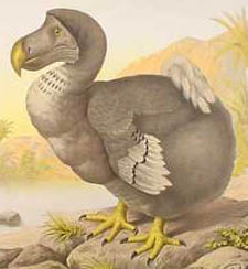 Dodo illustration