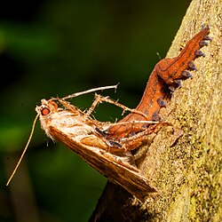 Peripatoides novaezealandiae eating a moth
