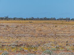 Semi-arid climate in Queensland, Australia.