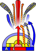 ABC model of flower development. Double flower varieties often arise from mutations affecting C class genes.
