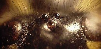Head of a wasp with three ocelli (centre), and compound eyes at the left and right