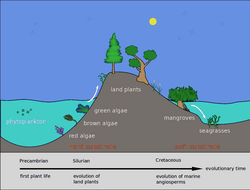 Evolution of mangroves and seagrasses