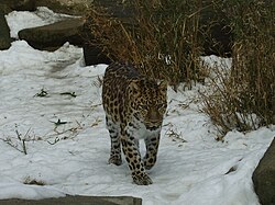 The leopard (Panthera pardus) inhabited the entire expanse of Afro-Eurasia below the 54th parallel north, from modern day Spain and the UK in the west, to South Africa in the south, and Siberia, Japan and Sundaland in the east during the Late Pleistocene