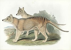 The thylacine (Thylacinus cynocephalus) is an example of a recently extinct species.