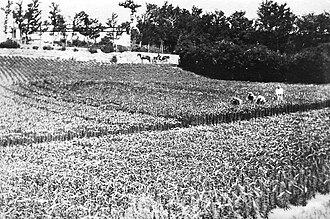One of the over 200 Bermuda lily fields in 1926