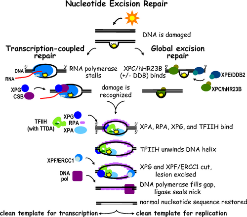Diagram of both the TC-NER and GG-NER pathways. The two pathways differ only in initial DNA damage recognition.[1]