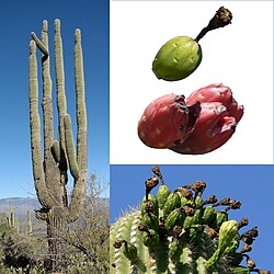 Saguaro (Carnegiea gigantea) fruit bearing hygroscopic, humidity absorbing seed