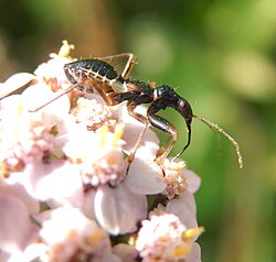 An ant-mimicking predatory bug Myrmecoris gracilis