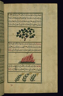 Illustration of an eggplant (upper picture) in a 1717 manuscript of a work by the thirteenth-century Persian Zakariya al-Qazwini