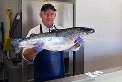 A fishmonger in Lysekil, Sweden shows a Norwegian salmon.