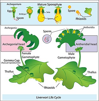 Sexual life cycle of a Marchantia-like liverwort