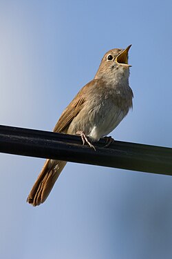 A male singing.