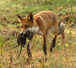 A red fox with a coypu