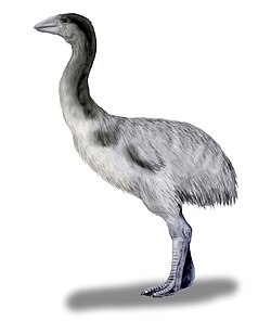 Reconstruction of Genyornis newtoni