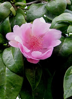 Bayahibe rose
